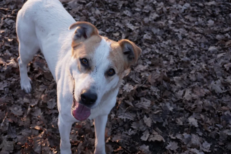 Molly, cane in adozione